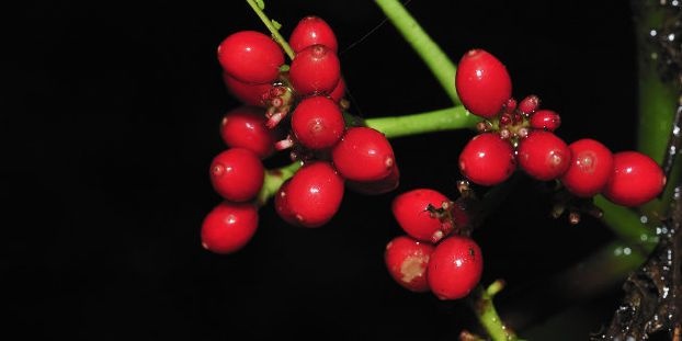 أخيراً... نبتة غريبة تقضي على السرطان في ساعات