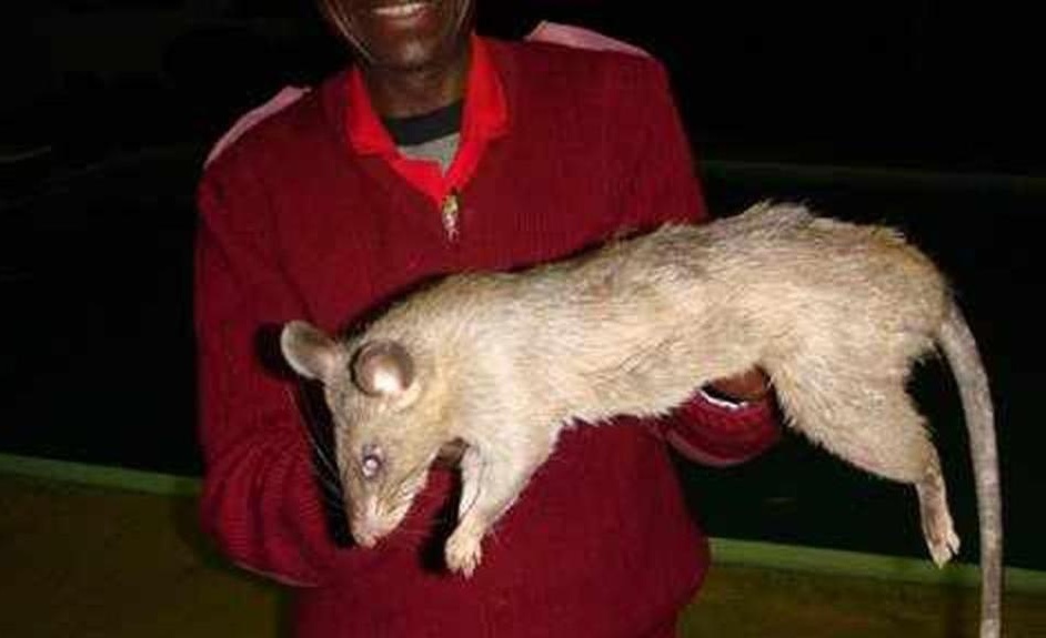 بالصور - جرذان ضخمة تمزق وتلتهم طفلة حيّة.. إليكم التفاصيل!!