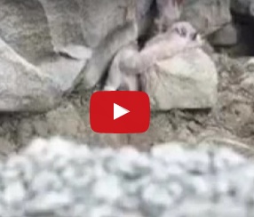 فيديو مؤثّر - ناقة تستغيث بصيّاد لإنقاذ حياة صغيرها في السعودية..