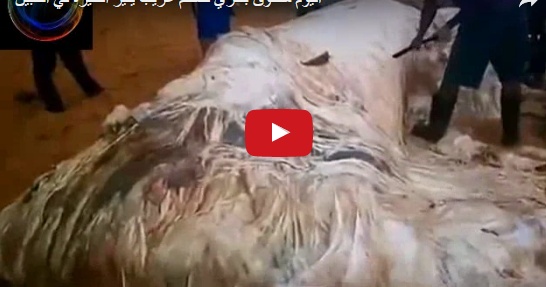 بالفيديو – مخلوق بحري ضخم يثير دهشة روّاد مواقع التواصل.. شاهدوا شكله الغريب