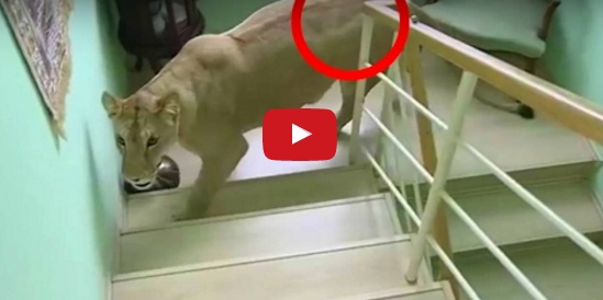 فيديو بـ6 ملايين مشاهدة خلال اسبوع: 7 لحظات لو لم تُسجل، لم يكن ليصدقها أحد !