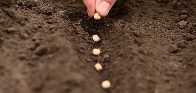 على عكس ما تعتقدون - هذه البذور التي تأكلونها يومياً تساعدكم على خسارة الوزن...