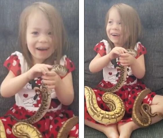 بالفيديو - طفلة تلعب مع 3 ثعابين ترعب 