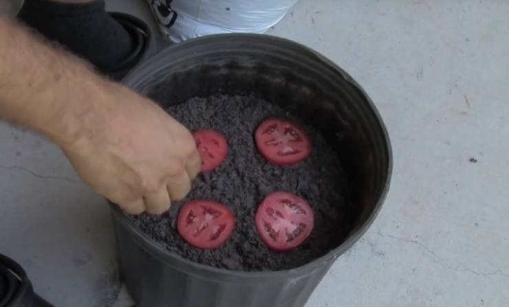 بالصور - وضع شرائح البندورة في التراب وانتظر 10 ايام.. إليكم النتيجة المذهلة!!