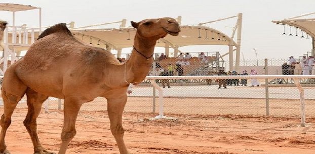 الناقة التي بلغ ثمنها أربعة ملايين تستثير حفيظة سعوديين!! وعائض القرني يرد