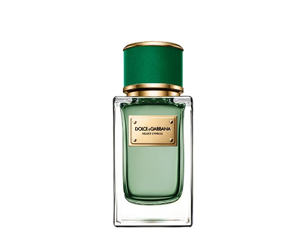 أنيق Dolce & Gabbana Velvet Cypress


