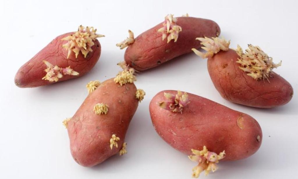 هذه هي الحيلة الأفضل لتمنعوا نمو الجذور على حبّات البطاطا... جرّبوها