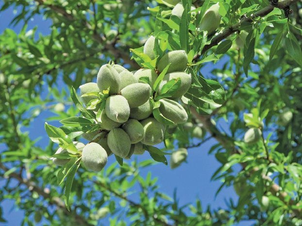 اللوز الأخضر لخسارة الوزن! مع ملح أم بدونه؟