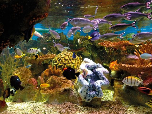 معرض الكائنات المائية