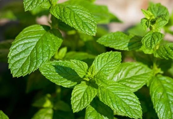 النعناع لمحاربة الالتهابات وتسكين الألم