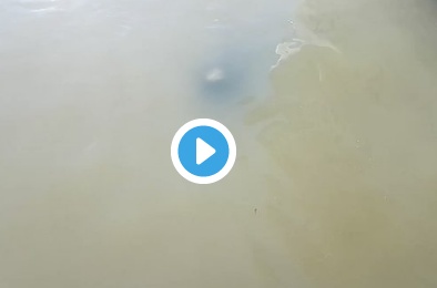 فيديو مؤذٍ - أسد بحري يهاجم طفلة ويسحبها الى المياه!!