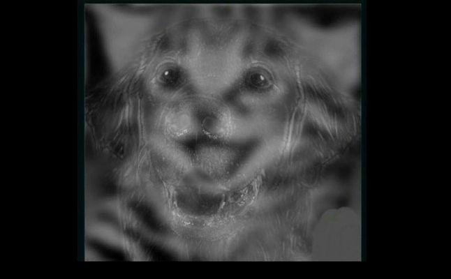 ما الحيوان الذي رأيته أولاً في الصورة؟ الإجابة تكشف شخصيتك ونفسيتك!