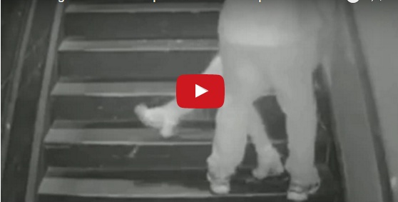 بالفيديو -  مغتصب يخدر ضحيته والشرطة تطارده