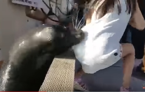 بالفيديو - هل تذكرون الطفلة التي سحبها أسد البحر.. هذا ما أصابها!!