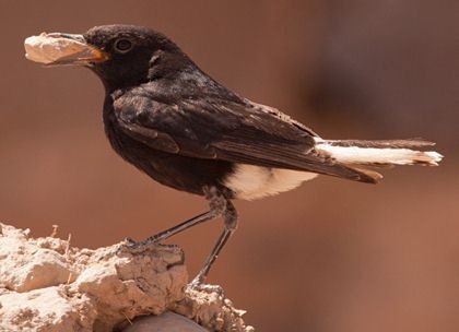 بالصور - وأخيراً ظهور 