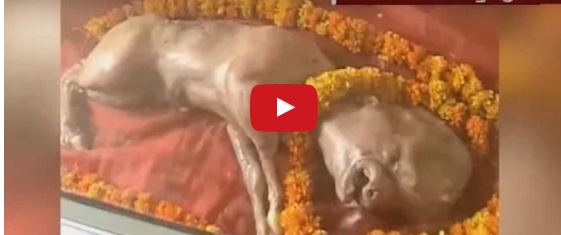 حادث عجيب بالفيديو - ولادة عجل بوجه إنسان!