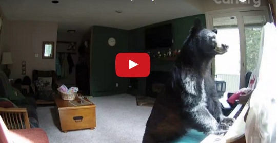 بالفيديو - دب يفاجئ العالم ويعزف على البيانو.. إليكم التفاصيل!!