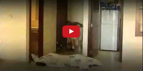 بالفيديو - شاهدوا جريمة قتل سوزان تميم كيف تمت بشكل مروّع