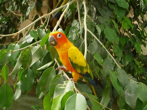 ببغاء يكشف جريمة قتل.. لن تصدقوا ماذا قال!!