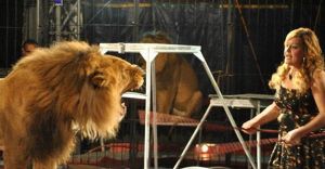 ما حقيقة مهاجمة الأسود لهذه الفنانة!؟