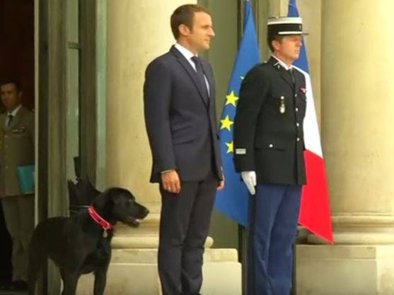 نيمو: الكلب الرئاسي الجديد في قصر الإليزيه! هذه هي قصته
